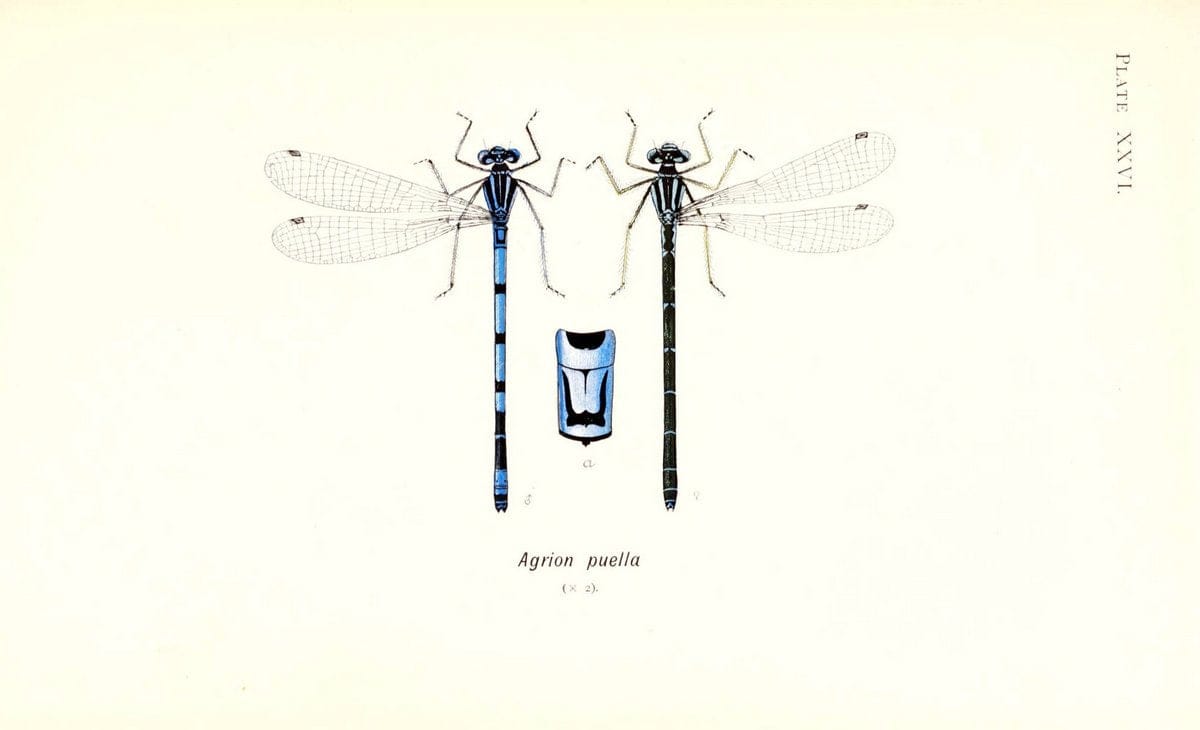 British dragonflies (Odonata)London,L.U. Gill,1900. | Dragon-flies "Great Britain" Odonata  | Vintage Print Reproduction 463733