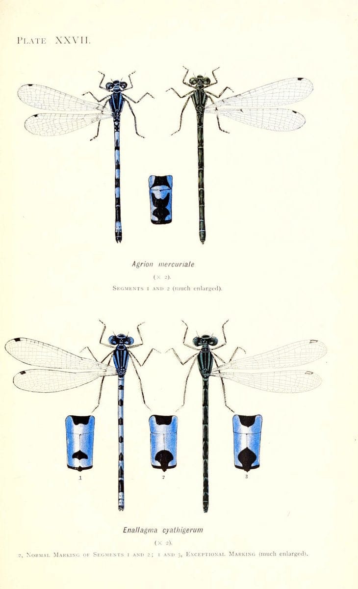 British dragonflies (Odonata)London,L.U. Gill,1900. | Dragon-flies "Great Britain" Odonata  | Vintage Print Reproduction 463734