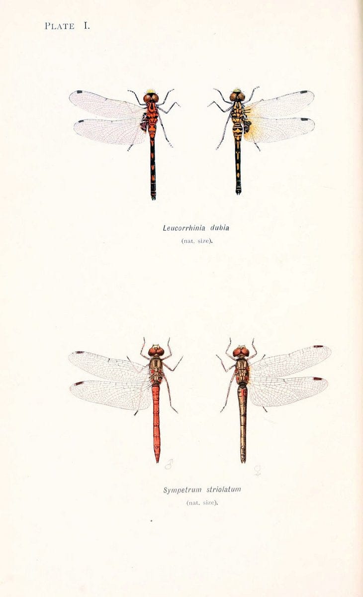 British dragonflies (Odonata)London,L.U. Gill,1900. | Dragon-flies "Great Britain" Odonata  | Vintage Print Reproduction 463735