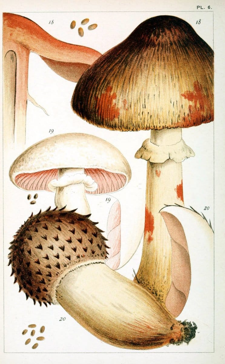 British edible fungi :.London :K. Paul, Trench, Trbner,1891.. |  | Vintage Print Reproduction 463736