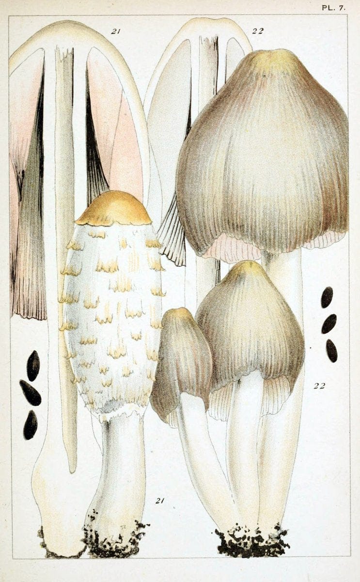 British edible fungi :.London :K. Paul, Trench, Trbner,1891.. |  | Vintage Print Reproduction 463737