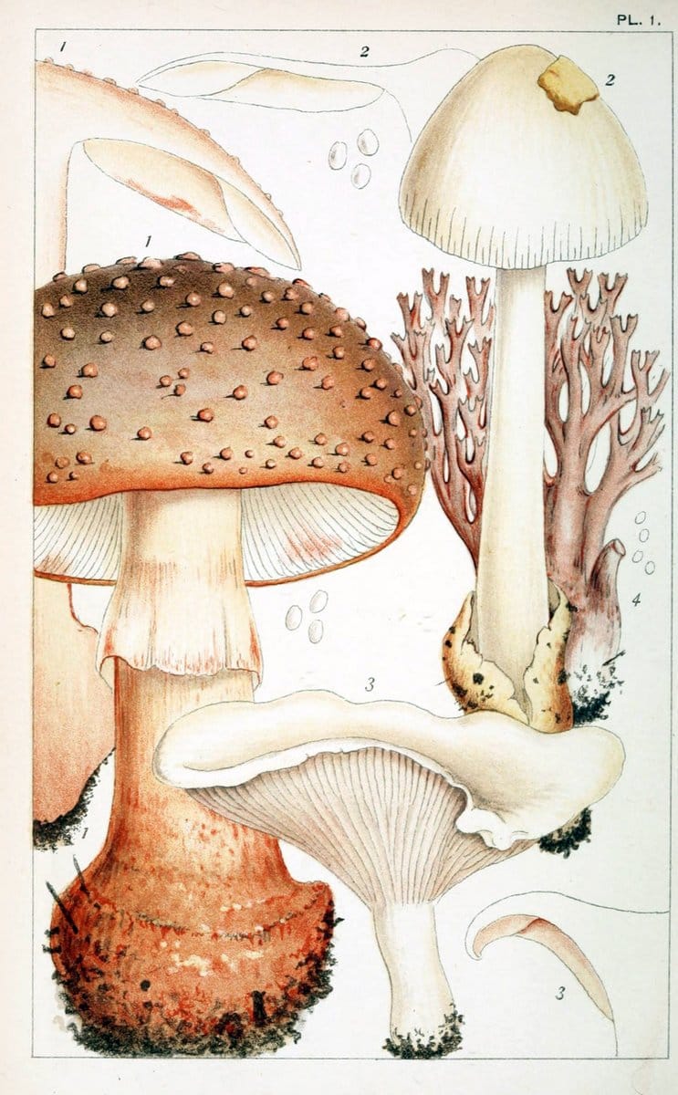 British edible fungi :.London :K. Paul, Trench, Trbner,1891.. |  | Vintage Print Reproduction 463738