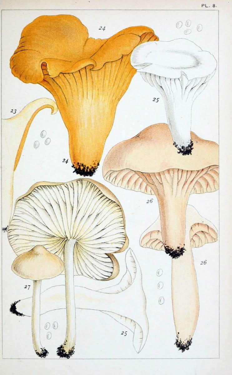 British edible fungi :.London :K. Paul, Trench, Trbner,1891.. |  | Vintage Print Reproduction 463739