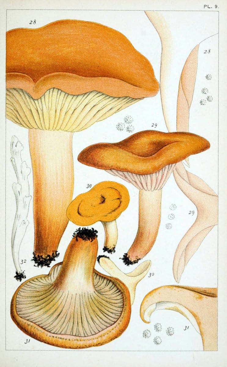 British edible fungi :.London :K. Paul, Trench, Trbner,1891.. |  | Vintage Print Reproduction 463740