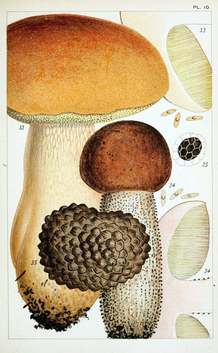 British edible fungi :.London :K. Paul, Trench, Trbner,1891.. |  | Vintage Print Reproduction 463741
