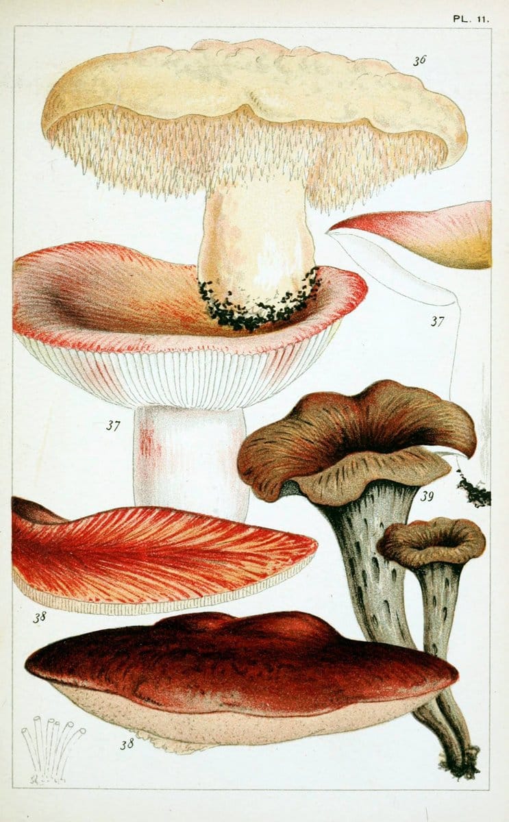 British edible fungi :.London :K. Paul, Trench, Trbner,1891.. |  | Vintage Print Reproduction 463742