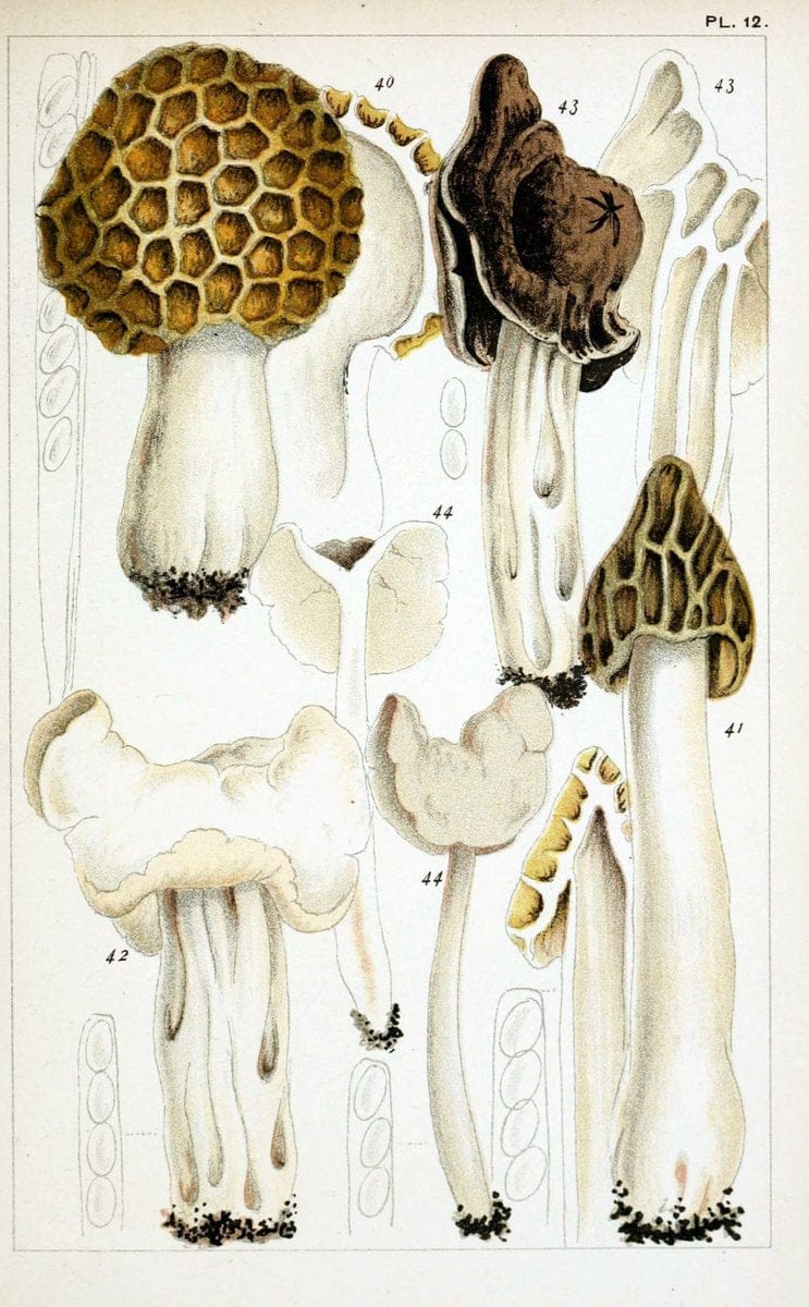 British edible fungi :.London :K. Paul, Trench, Trbner,1891.. |  | Vintage Print Reproduction 463743