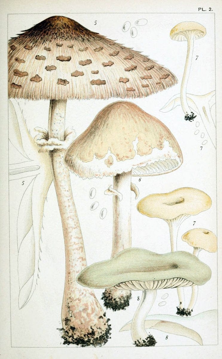 British edible fungi :.London :K. Paul, Trench, Trbner,1891.. |  | Vintage Print Reproduction 463744