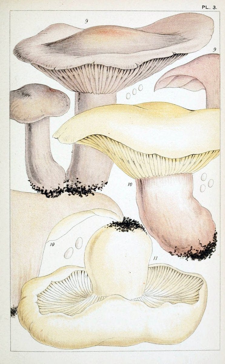 British edible fungi :.London :K. Paul, Trench, Trbner,1891.. |  | Vintage Print Reproduction 463745