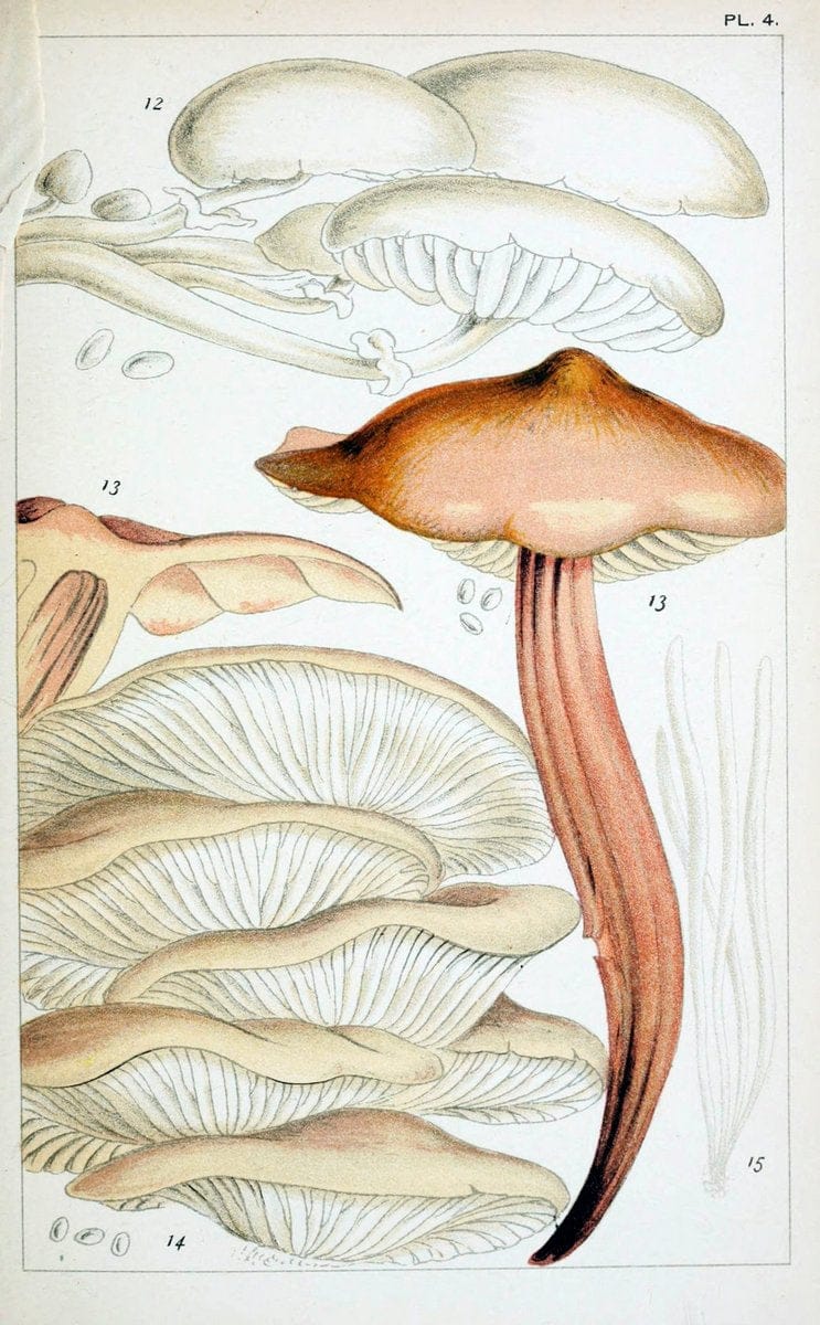 British edible fungi :.London :K. Paul, Trench, Trbner,1891.. |  | Vintage Print Reproduction 463746