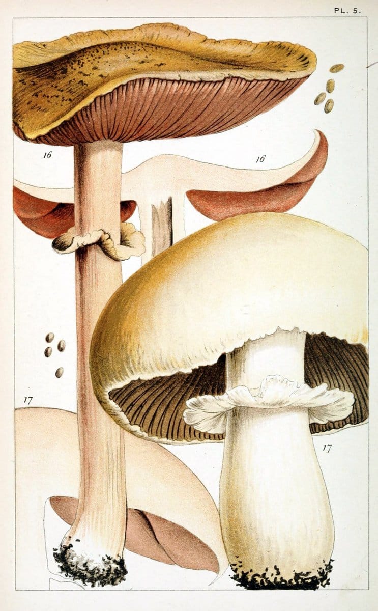 British edible fungi :.London :K. Paul, Trench, Trbner,1891.. |  | Vintage Print Reproduction 463747