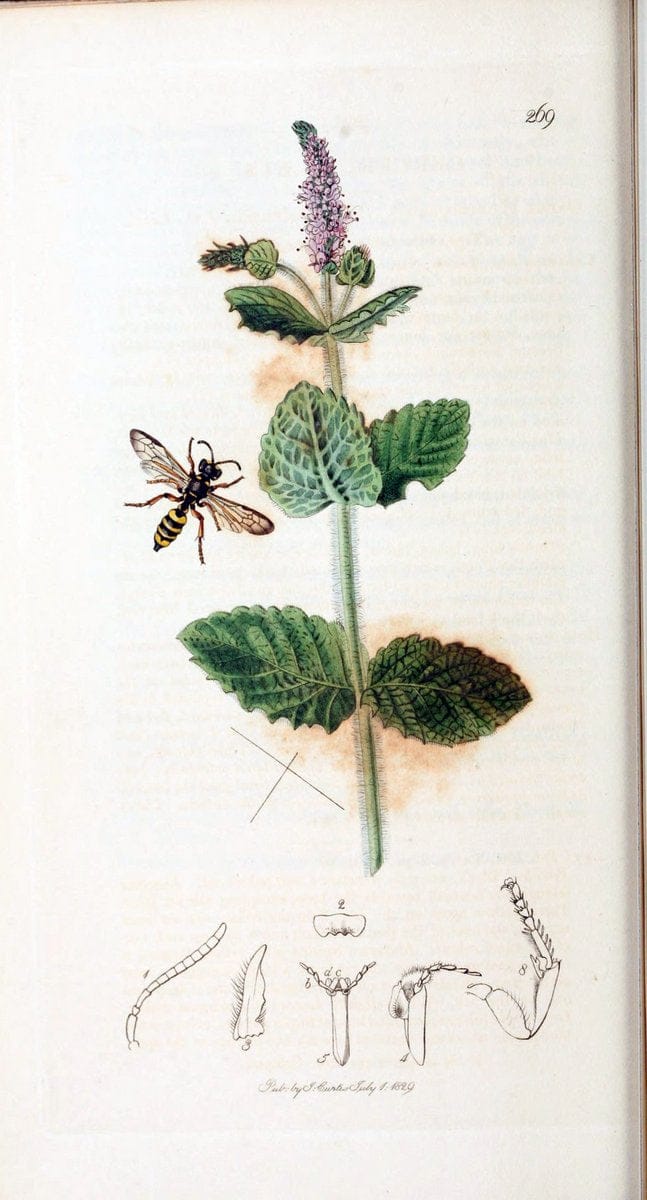 British entomology :.London,Printed for the author,1823-1840 [i.e. 1840].  | Botany "Great Britain" Insects "Pictorial works" | Vintage Print Reproduction 463752