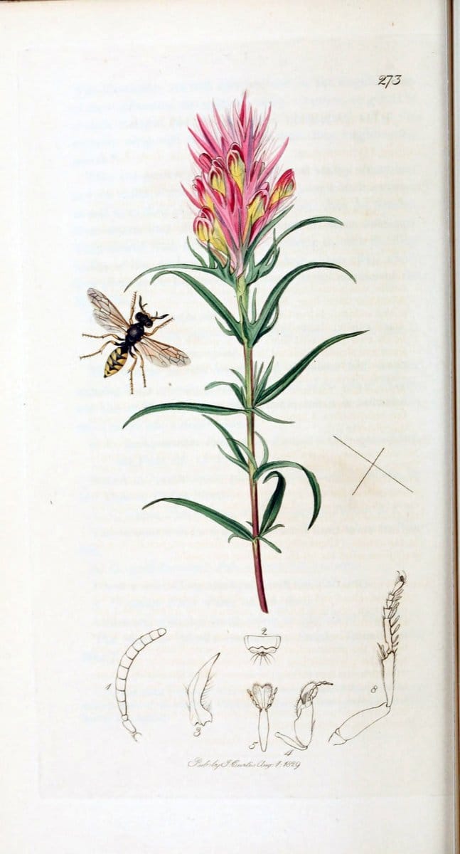 British entomology :.London,Printed for the author,1823-1840 [i.e. 1840].  | Botany "Great Britain" Insects "Pictorial works" | Vintage Print Reproduction 463754
