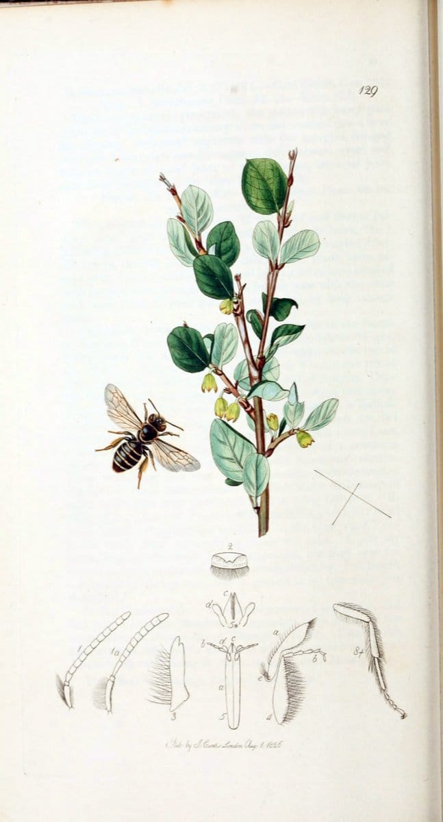 British entomology :.London,Printed for the author,1823-1840 [i.e. 1840].  | Botany "Great Britain" Insects "Pictorial works" | Vintage Print Reproduction 463769