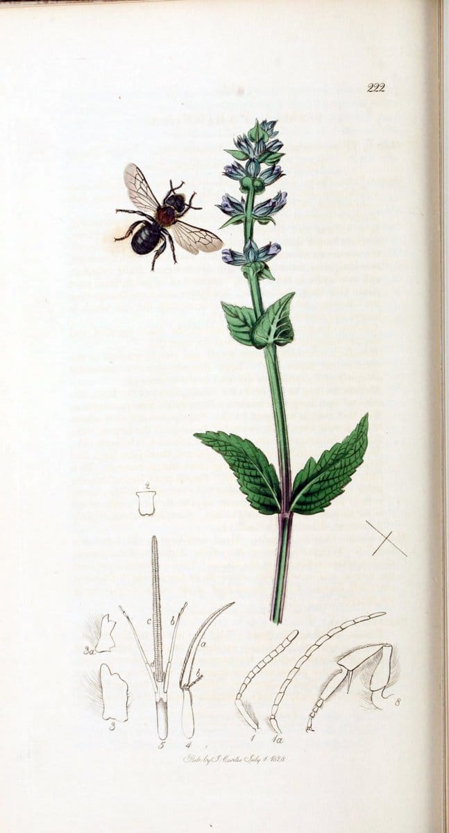 British entomology :.London,Printed for the author,1823-1840 [i.e. 1840].  | Botany "Great Britain" Insects "Pictorial works" | Vintage Print Reproduction 463781