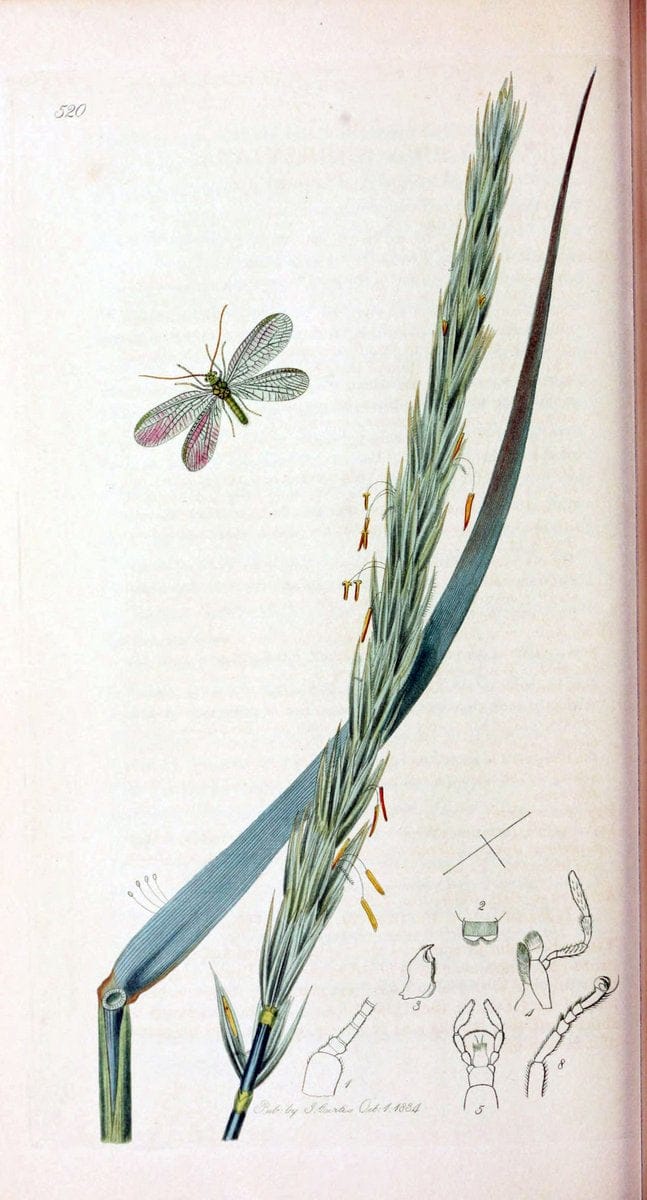 British entomology :.London,Printed for the author,1823-1840 [i.e. 1840].  | Botany "Great Britain" Insects "Pictorial works" | Vintage Print Reproduction 463820