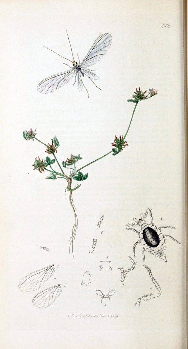 British entomology :.London,Printed for the author,1823-1840 [i.e. 1840].  | Botany "Great Britain" Insects "Pictorial works" | Vintage Print Reproduction 463824