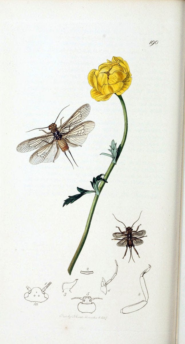 British entomology :.London,Printed for the author,1823-1840 [i.e. 1840].  | Botany "Great Britain" Insects "Pictorial works" | Vintage Print Reproduction 463830