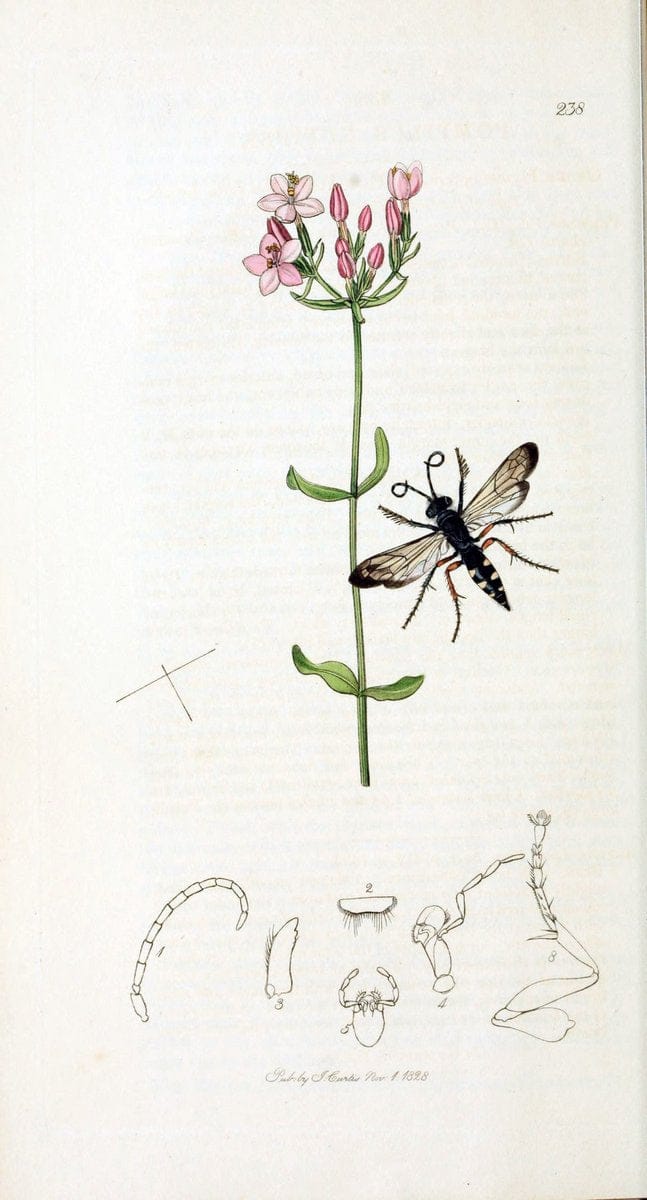 British entomology :.London,Printed for the author,1823-1840 [i.e. 1840].  | Botany "Great Britain" Insects "Pictorial works" | Vintage Print Reproduction 463925