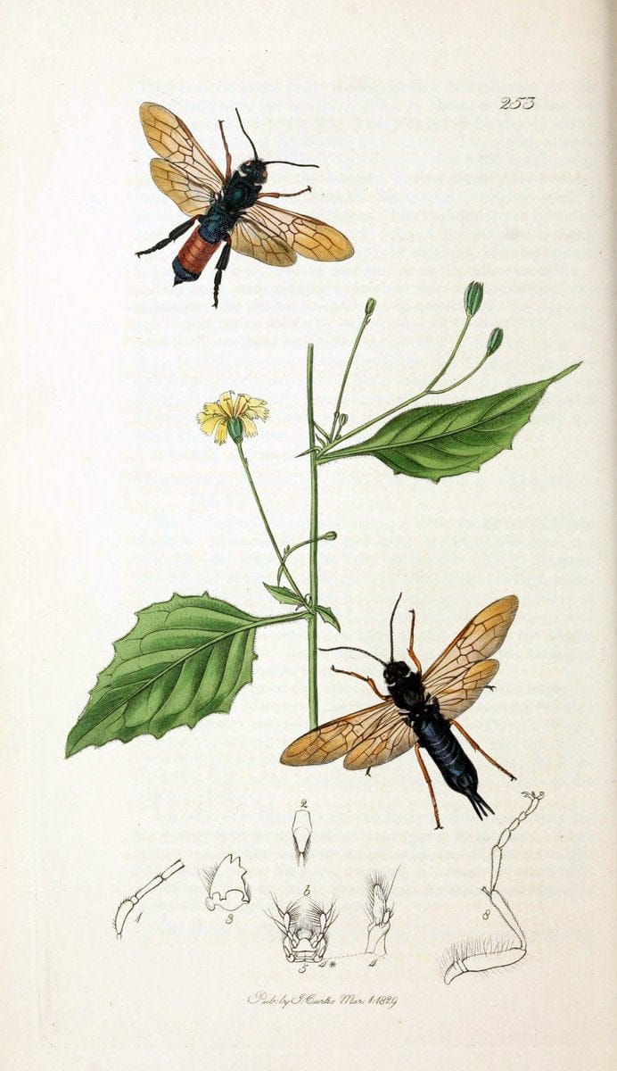 British entomology;.London,Printed for the author,1823-40.  | Botany "Great Britain" Insects "Pictorial works" | Vintage Print Reproduction 463953
