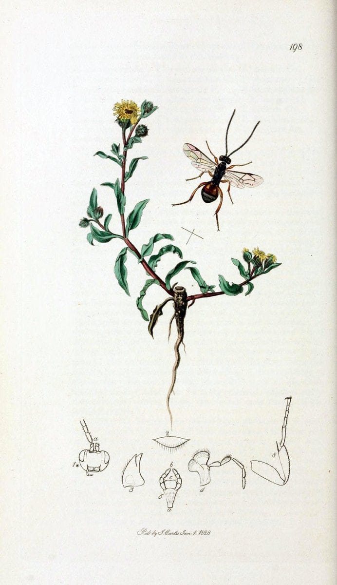 British entomology;.London,Printed for the author,1823-40.  | Botany "Great Britain" Insects "Pictorial works" | Vintage Print Reproduction 463961