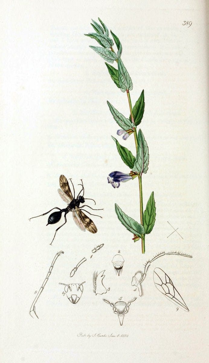 British entomology;.London,Printed for the author,1823-40.  | Botany "Great Britain" Insects "Pictorial works" | Vintage Print Reproduction 463965