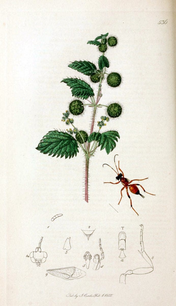 British entomology;.London,Printed for the author,1823-40.  | Botany "Great Britain" Insects "Pictorial works" | Vintage Print Reproduction 463966