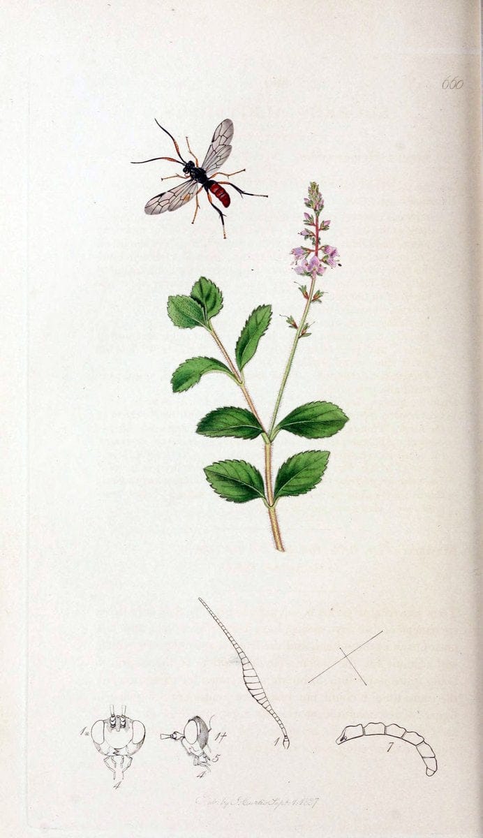British entomology;.London,Printed for the author,1823-40.  | Botany "Great Britain" Insects "Pictorial works" | Vintage Print Reproduction 463972
