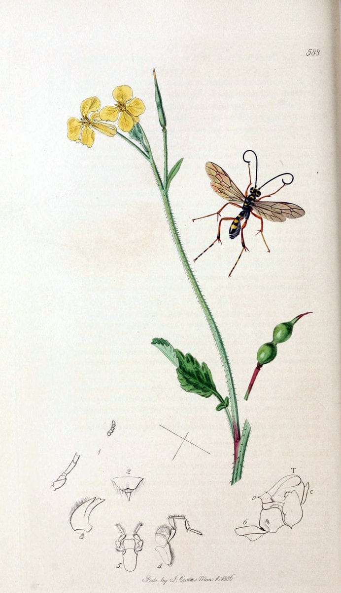 British entomology;.London,Printed for the author,1823-40.  | Botany "Great Britain" Insects "Pictorial works" | Vintage Print Reproduction 463973