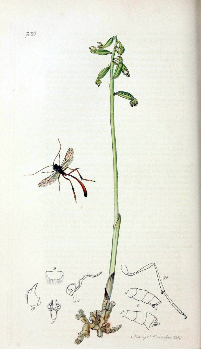 British entomology;.London,Printed for the author,1823-40.  | Botany "Great Britain" Insects "Pictorial works" | Vintage Print Reproduction 463974