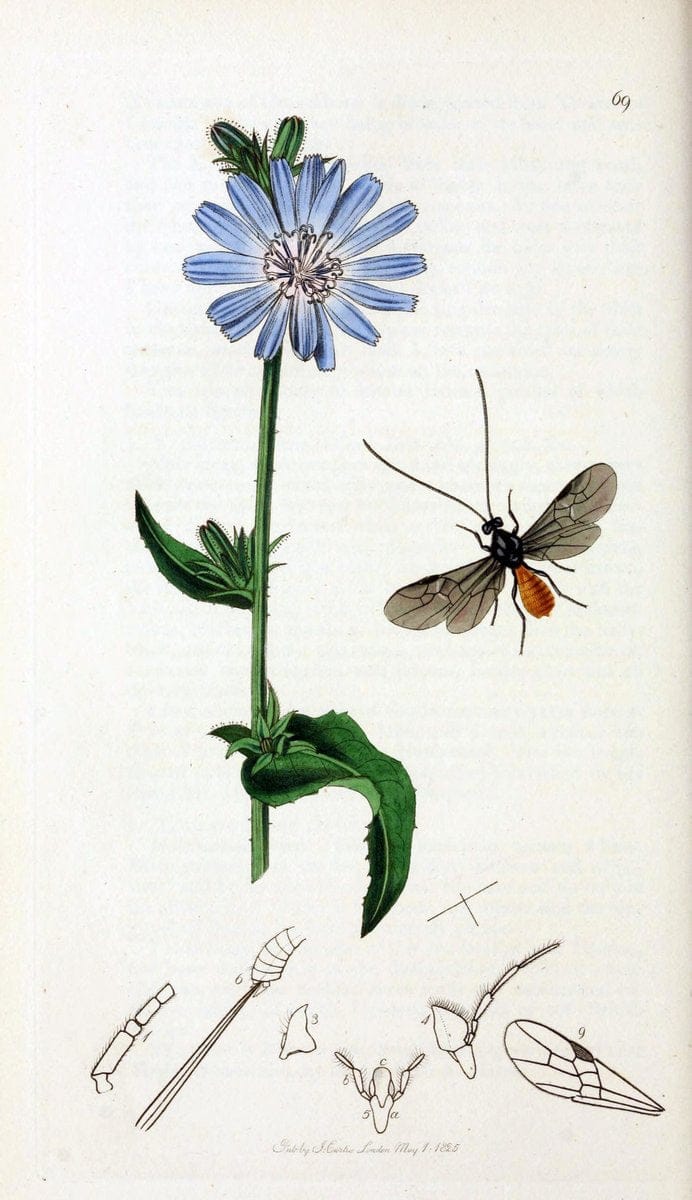 British entomology;.London,Printed for the author,1823-40.  | Botany "Great Britain" Insects "Pictorial works" | Vintage Print Reproduction 463978