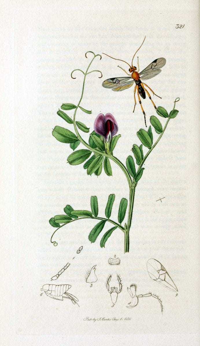 British entomology;.London,Printed for the author,1823-40.  | Botany "Great Britain" Insects "Pictorial works" | Vintage Print Reproduction 463981