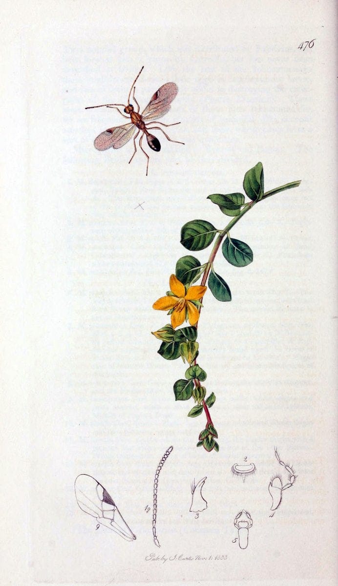 British entomology;.London,Printed for the author,1823-40.  | Botany "Great Britain" Insects "Pictorial works" | Vintage Print Reproduction 463982