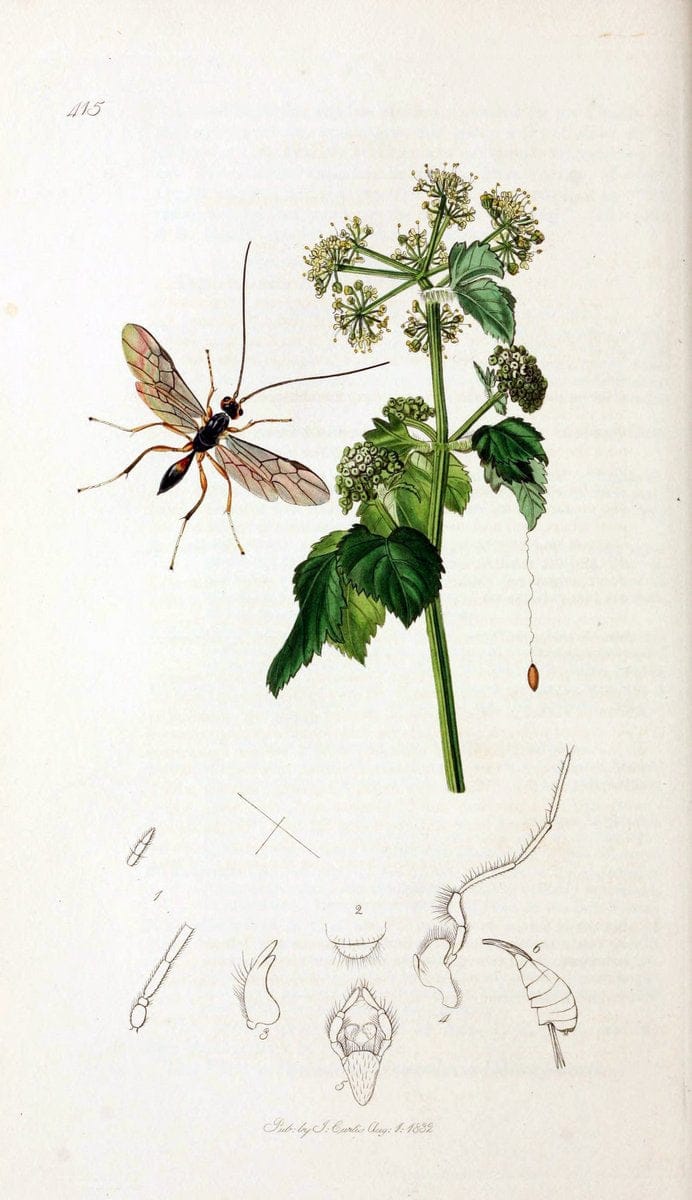 British entomology;.London,Printed for the author,1823-40.  | Botany "Great Britain" Insects "Pictorial works" | Vintage Print Reproduction 463983