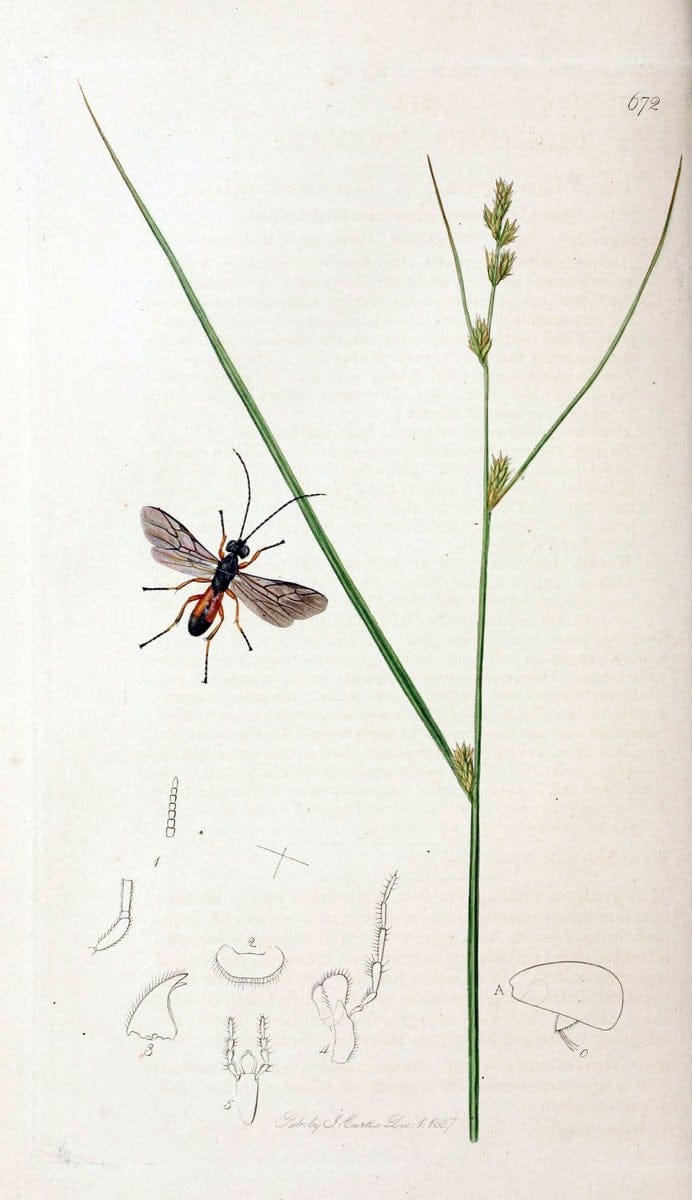 British entomology;.London,Printed for the author,1823-40.  | Botany "Great Britain" Insects "Pictorial works" | Vintage Print Reproduction 463984
