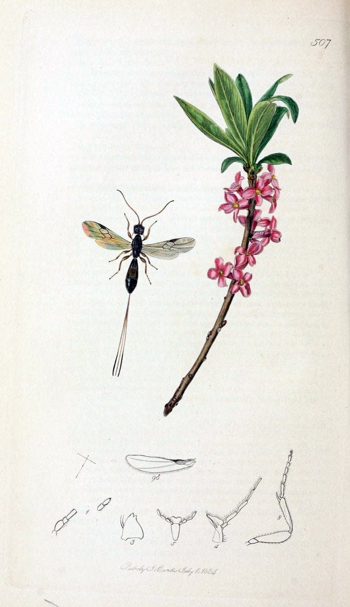British entomology;.London,Printed for the author,1823-40.  | Botany "Great Britain" Insects "Pictorial works" | Vintage Print Reproduction 463986
