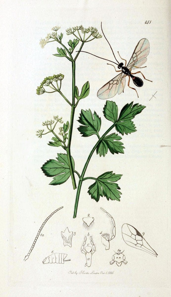 British entomology;.London,Printed for the author,1823-40.  | Botany "Great Britain" Insects "Pictorial works" | Vintage Print Reproduction 463987