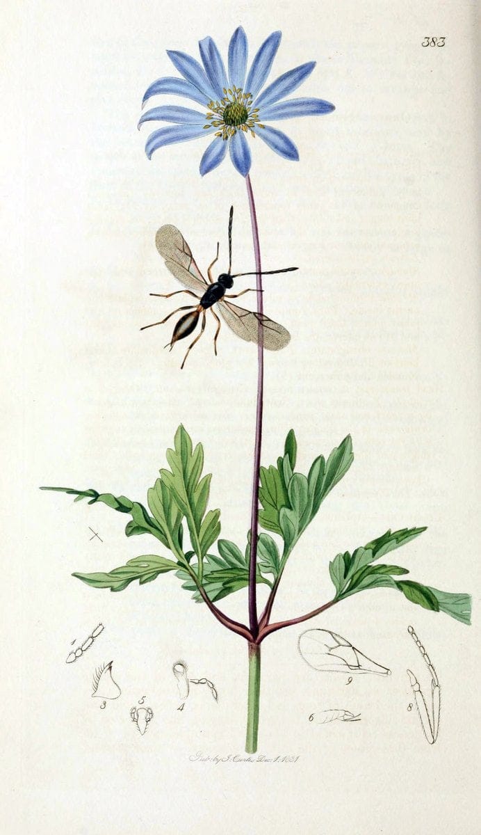 British entomology;.London,Printed for the author,1823-40.  | Botany "Great Britain" Insects "Pictorial works" | Vintage Print Reproduction 463989