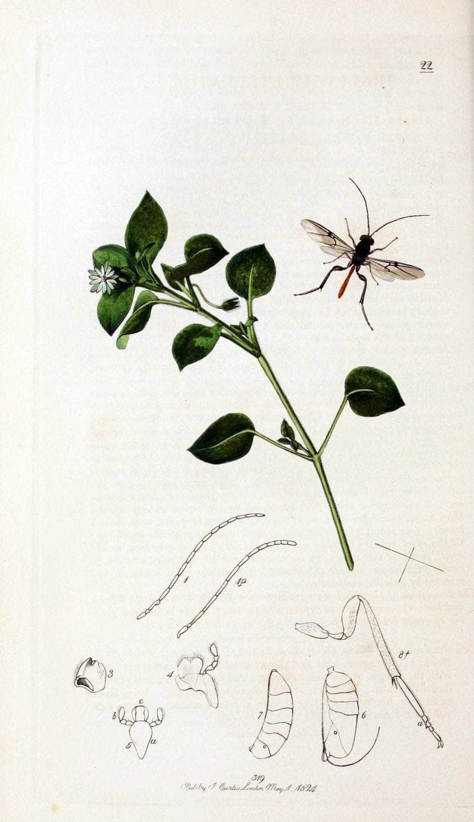 British entomology;.London,Printed for the author,1823-40.  | Botany "Great Britain" Insects "Pictorial works" | Vintage Print Reproduction 463990