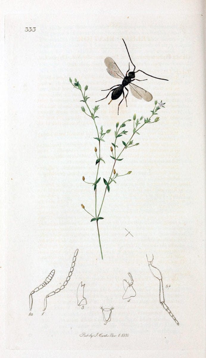 British entomology;.London,Printed for the author,1823-40.  | Botany "Great Britain" Insects "Pictorial works" | Vintage Print Reproduction 464001