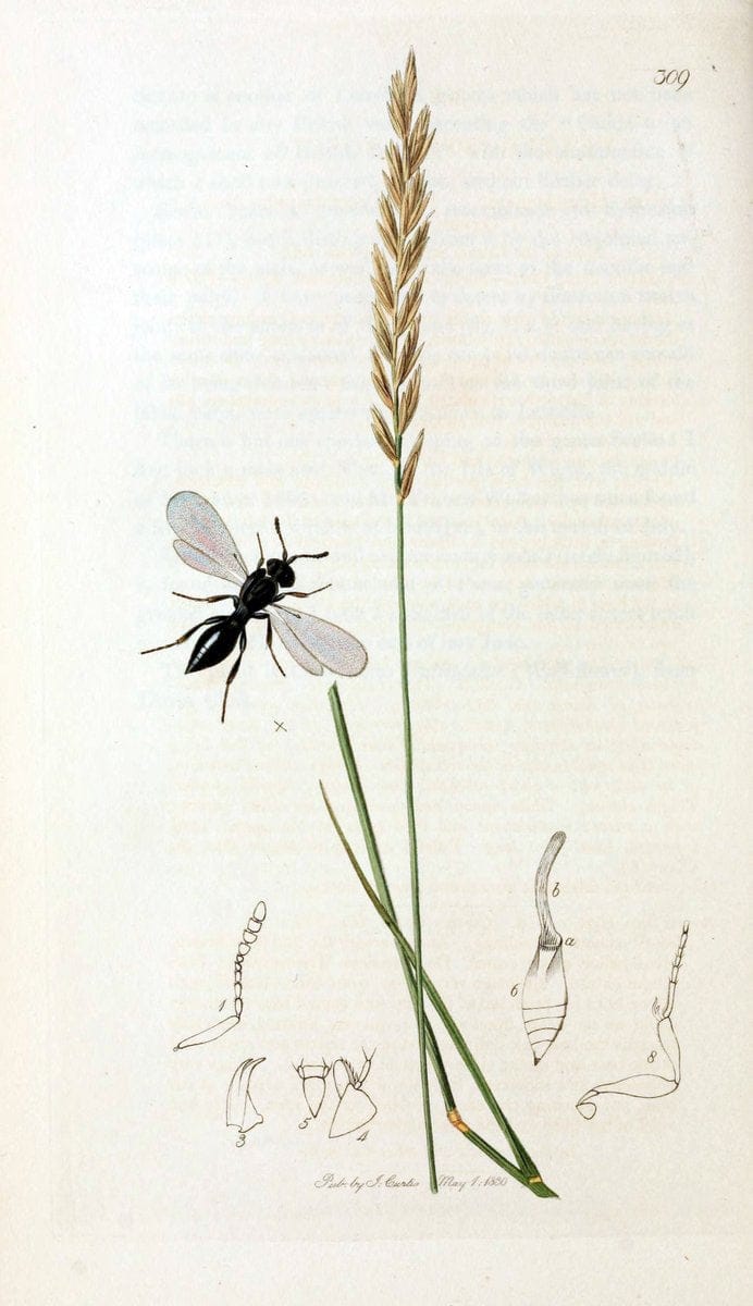 British entomology;.London,Printed for the author,1823-40.  | Botany "Great Britain" Insects "Pictorial works" | Vintage Print Reproduction 464004