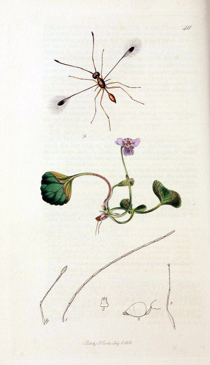 British entomology;.London,Printed for the author,1823-40.  | Botany "Great Britain" Insects "Pictorial works" | Vintage Print Reproduction 464005