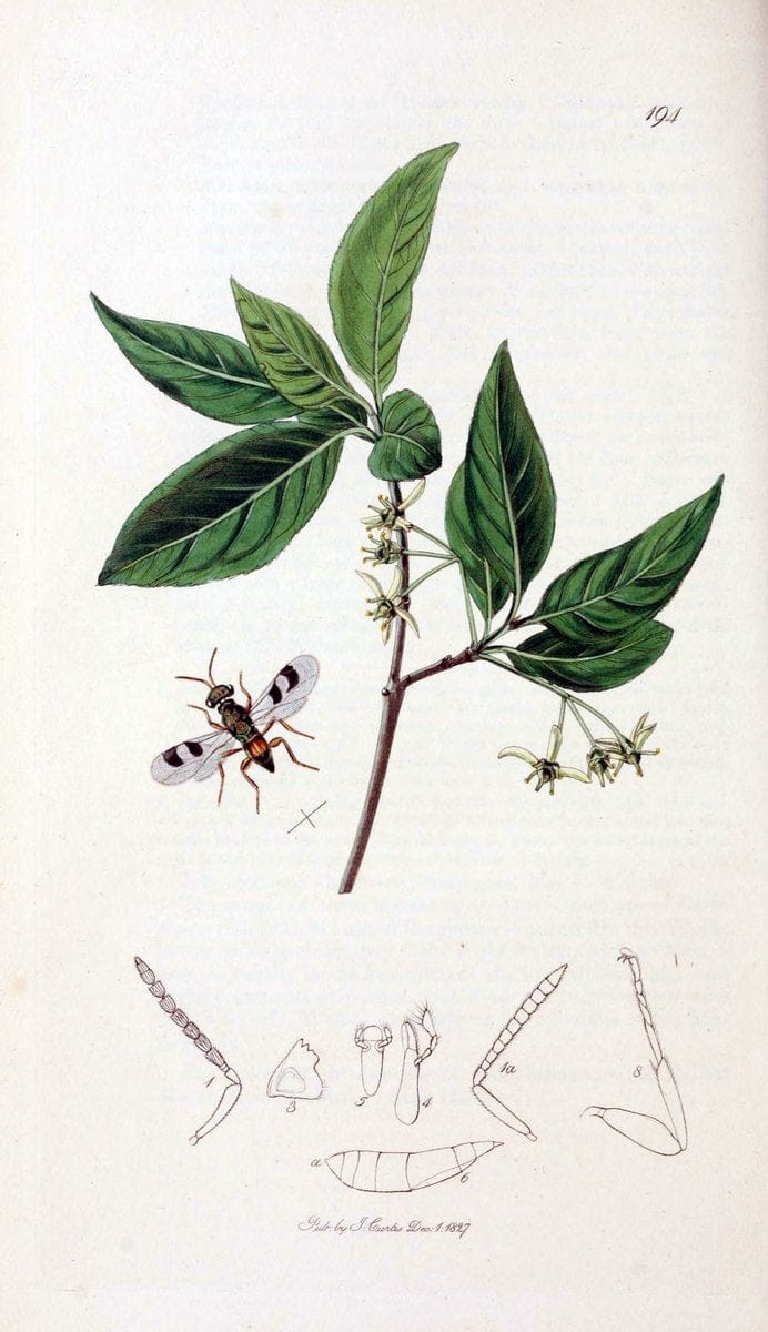 British entomology;.London,Printed for the author,1823-40.  | Botany "Great Britain" Insects "Pictorial works" | Vintage Print Reproduction 464010