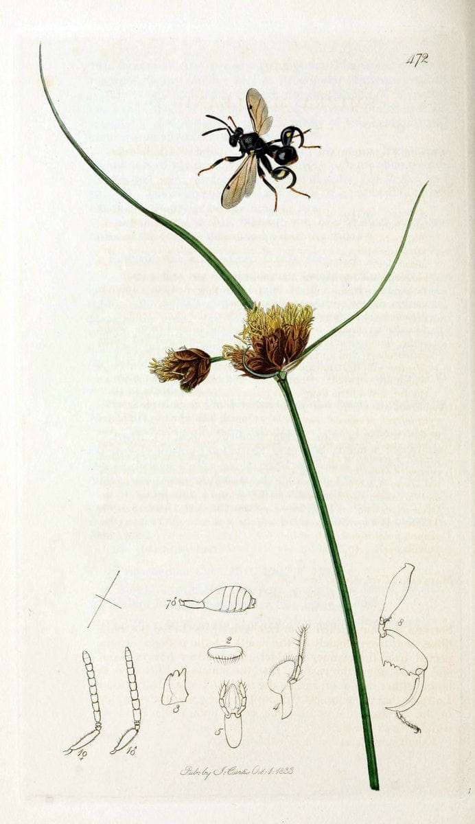 British entomology;.London,Printed for the author,1823-40.  | Botany "Great Britain" Insects "Pictorial works" | Vintage Print Reproduction 464014