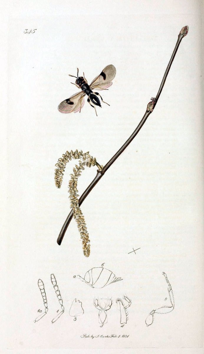 British entomology;.London,Printed for the author,1823-40.  | Botany "Great Britain" Insects "Pictorial works" | Vintage Print Reproduction 464017
