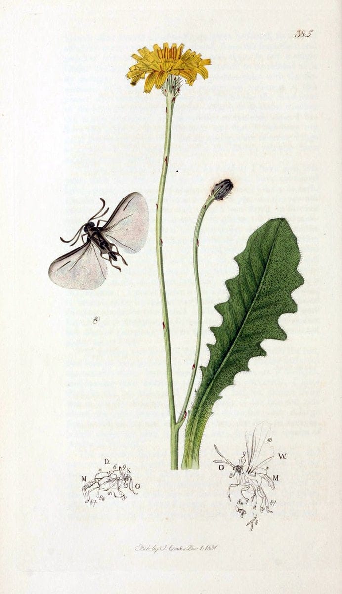 British entomology;.London,Printed for the author,1823-40.  | Botany "Great Britain" Insects "Pictorial works" | Vintage Print Reproduction 464019