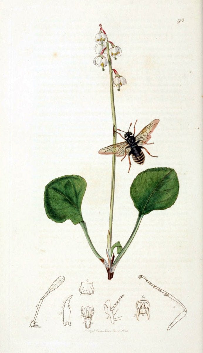 British entomology;.London,Printed for the author,1823-40.  | Botany "Great Britain" Insects "Pictorial works" | Vintage Print Reproduction 464023