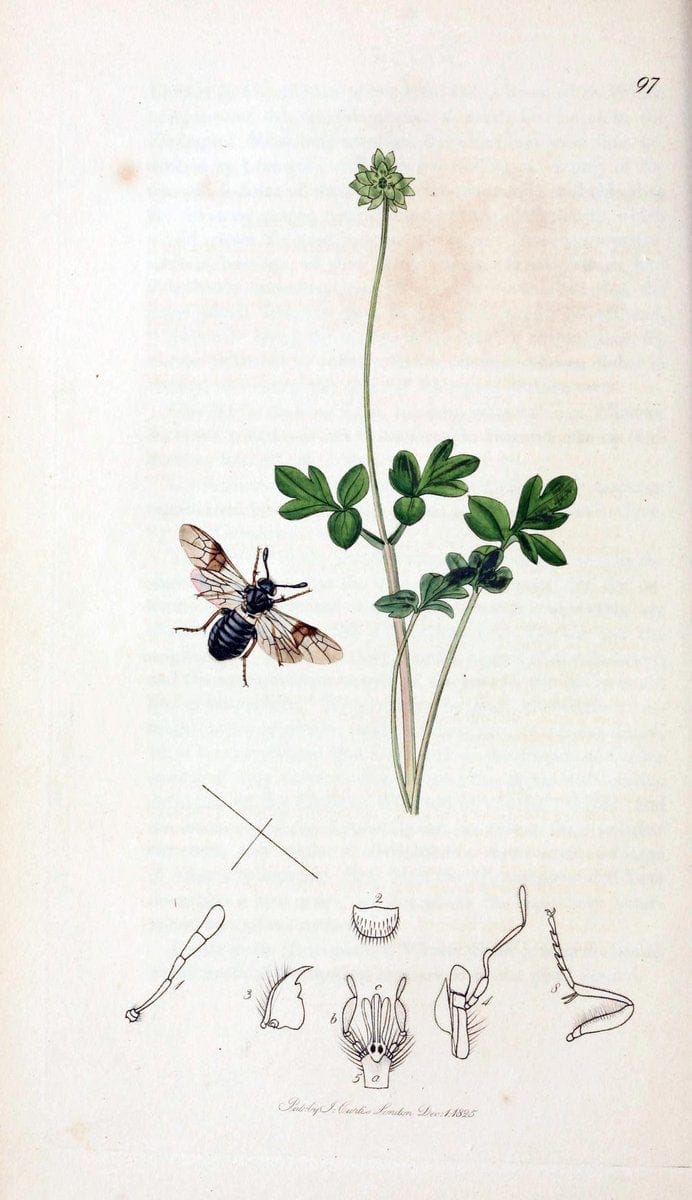 British entomology;.London,Printed for the author,1823-40.  | Botany "Great Britain" Insects "Pictorial works" | Vintage Print Reproduction 464024