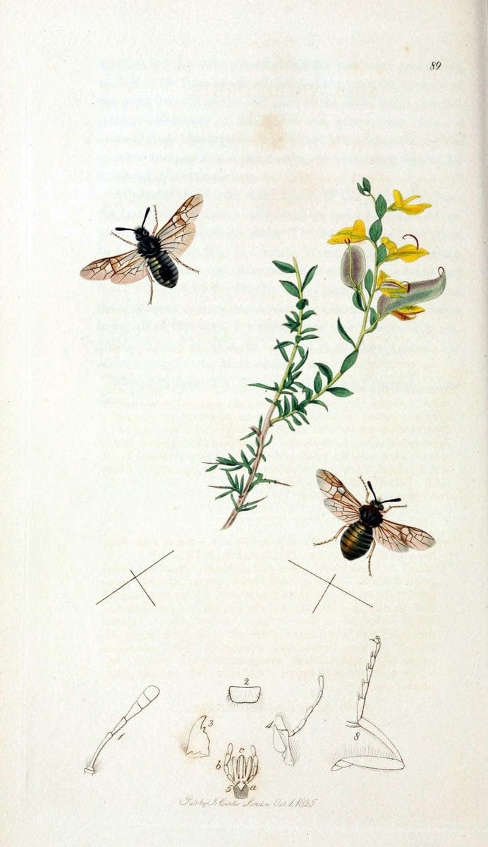 British entomology;.London,Printed for the author,1823-40.  | Botany "Great Britain" Insects "Pictorial works" | Vintage Print Reproduction 464025