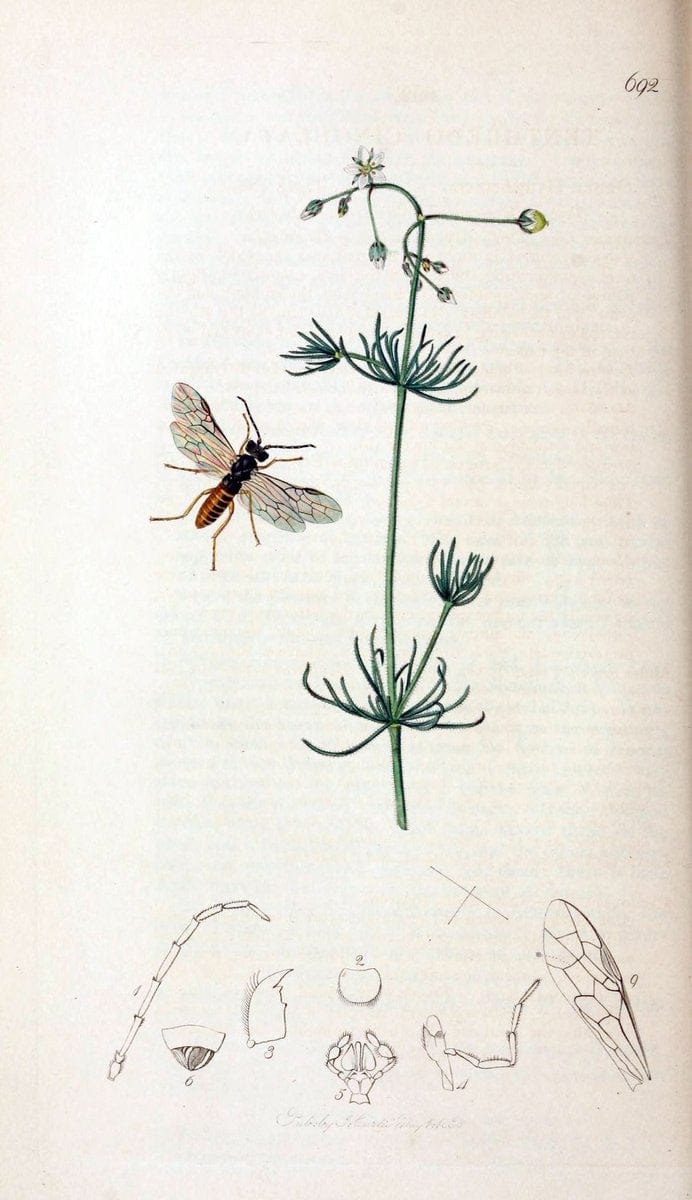British entomology;.London,Printed for the author,1823-40.  | Botany "Great Britain" Insects "Pictorial works" | Vintage Print Reproduction 464031